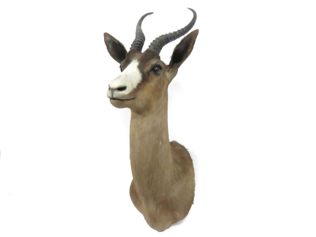 SPRING BOK SHOULDER TROPHY MOUNT. HEIGHT 26" (1 of 2)