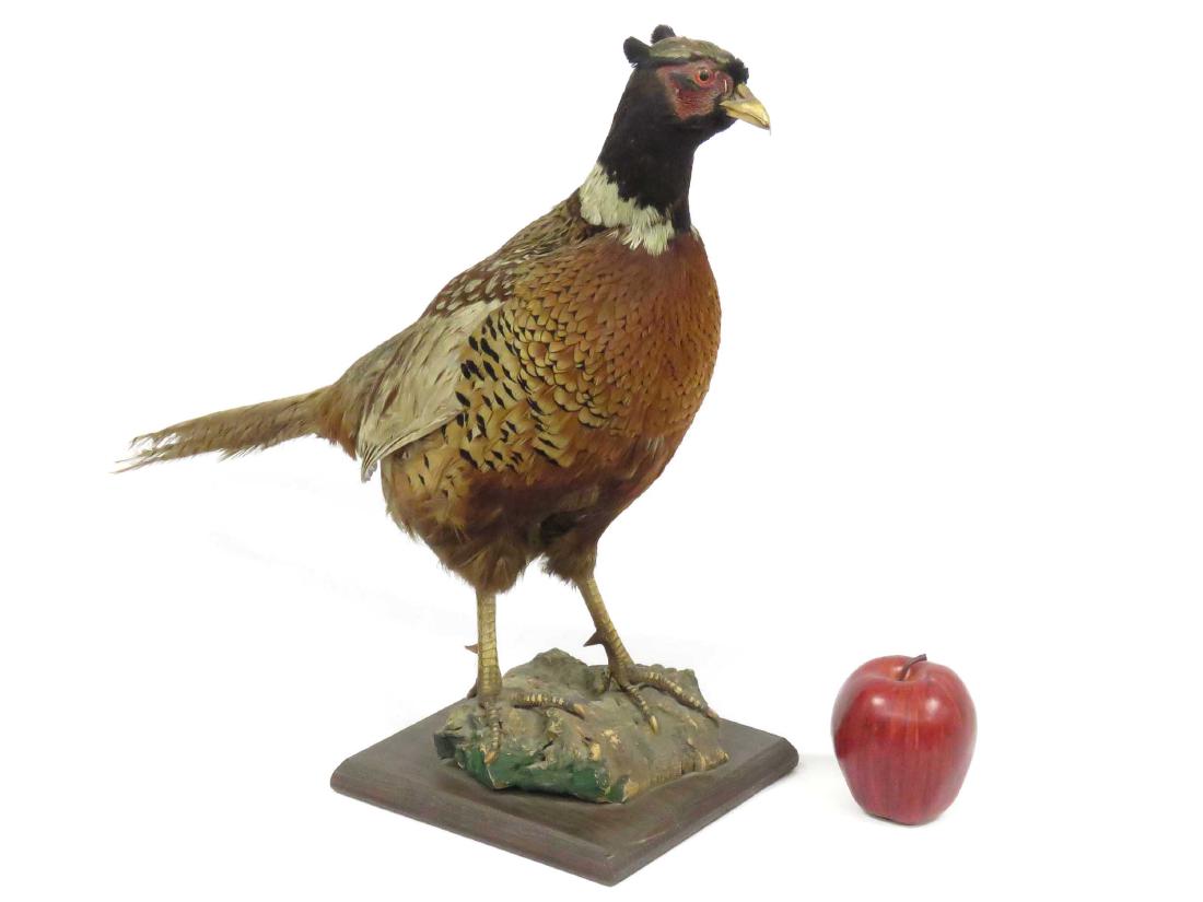 STANDING RING NECK PHEASANT ON WOOD BASE. HEIGHT 17"; (1 of 2)