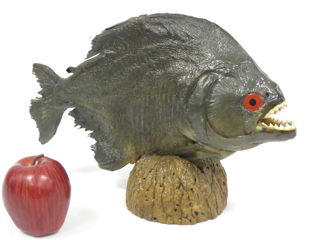 PIRANHA FISH FULL BODY MOUNT. LENGTH 14 1/2" (1 of 2)