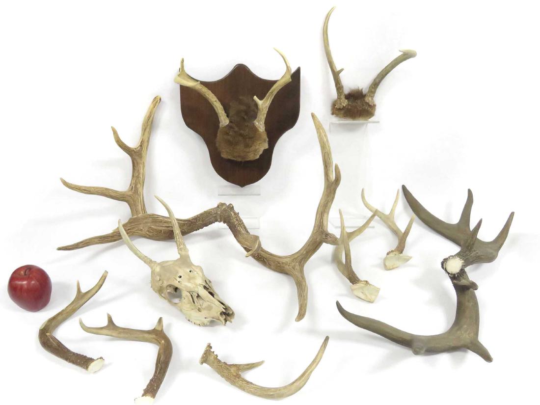 LOT ASSORTED ANTLERS AND DEER SKULL (1 of 1)