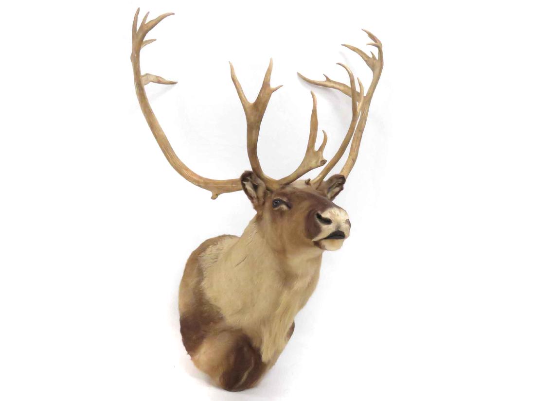 CARIBOU SHOULDER TROPHY MOUNT. HEIGHT 60"; WIDTH 41" (1 of 1)