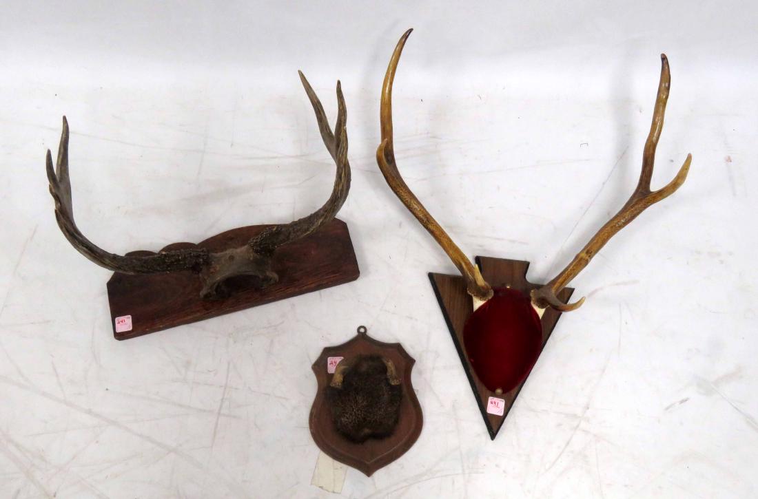 LOT (3) DEER HORNS ON PLAQUES INCLUDING 6-POINT AND: LOT (3) DEER HORNS ON PLAQUES INCLUDING 6-POINT AND 7-POINT (RAW SKULL)