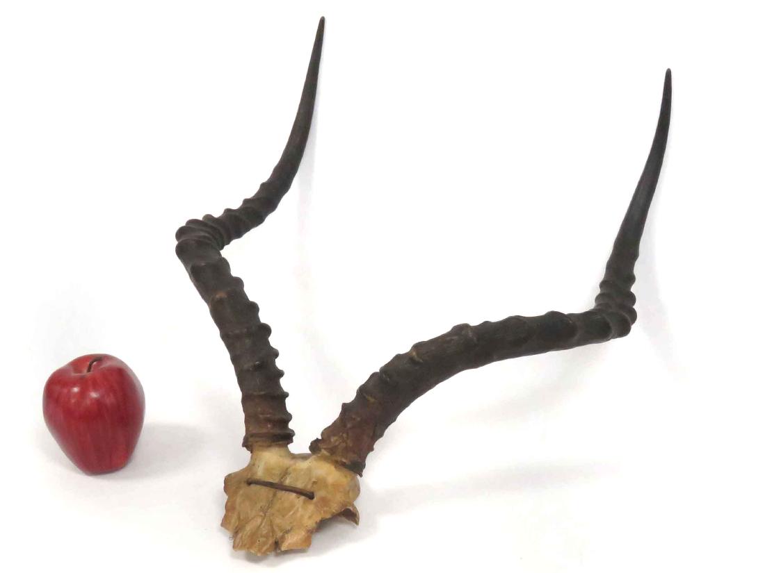 IMPALA HORNS TROPHY MOUNT. HEIGHT 20" (1 of 2)