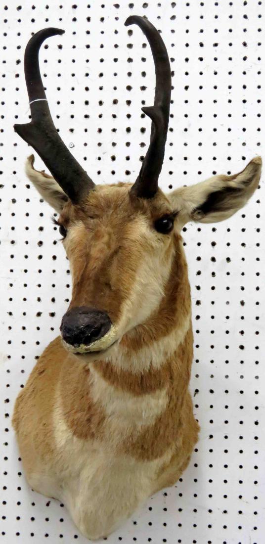 PRONG HORN ANTELOPE SHOULDER TROPHY MOUNT