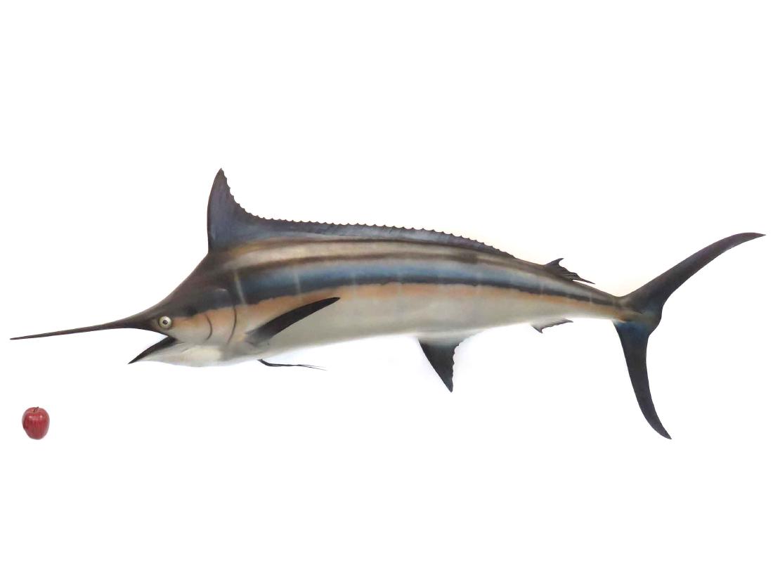 TROPHY MARLIN MOUNT, C.1970'S. LENGTH 11'10" (1 of 2)