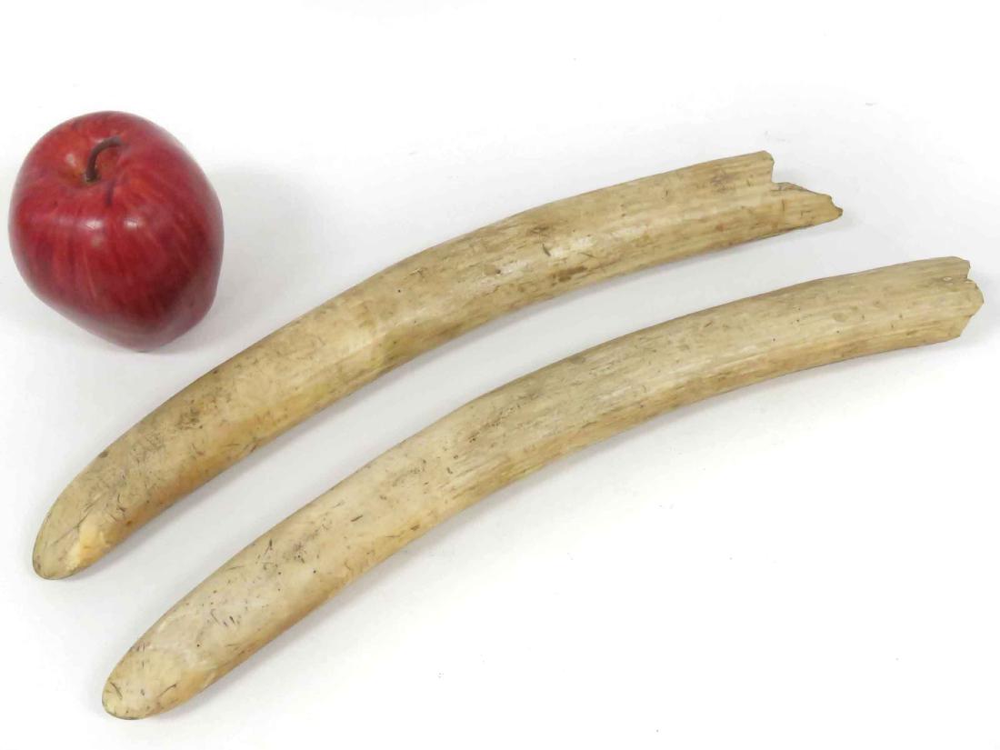 PAIR NW COAST RAW WALRUS TUSKS. LENGTH 13-14" (1 of 2)