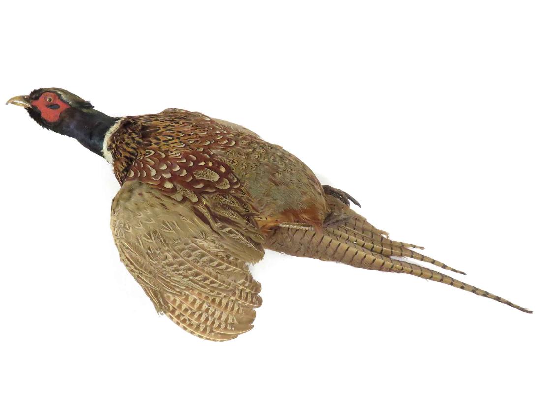 TROPHY WALL MOUNT RING NECK PHEASANT FLYING. LENGTH 32": TROPHY WALL MOUNT RING NECK PHEASANT FLYING. LENGTH 32"
