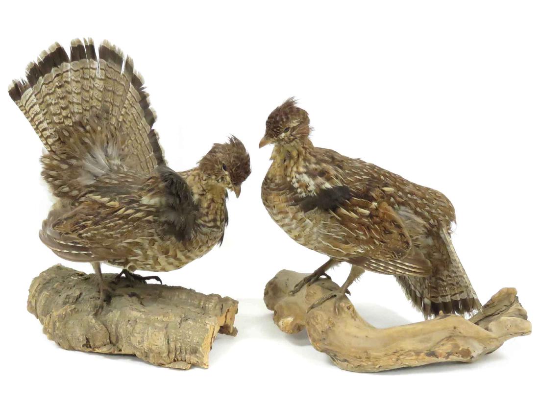 PAIR PARTRIDGE TROPHY MOUNTS. HEIGHT 15": PAIR PARTRIDGE TROPHY MOUNTS. HEIGHT 15"