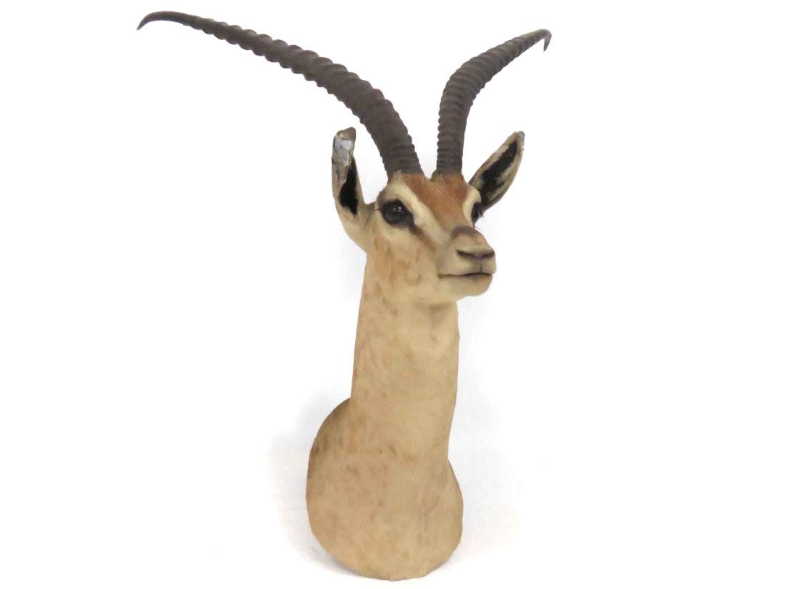 VINTAGE IMPALA ANTELOPE TROPHY MOUNT, 20TH CENTURY: VINTAGE IMPALA ANTELOPE TROPHY MOUNT, 20TH CENTURY