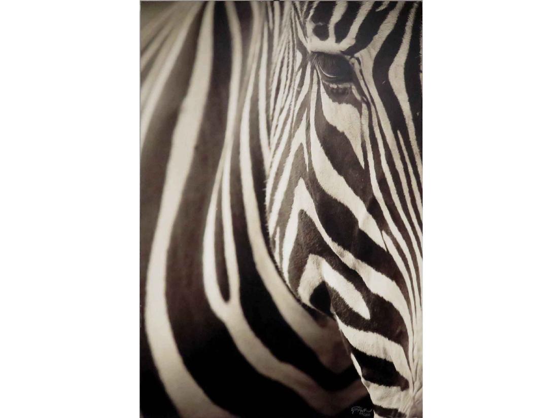AMERICAN SCHOOL (20TH CENTURY), PHOTOGRAPH ON CANVAS,: AMERICAN SCHOOL (20TH CENTURY), PHOTOGRAPH ON CANVAS, ZEBRA, SIGNED #15/250. 48 X 32"