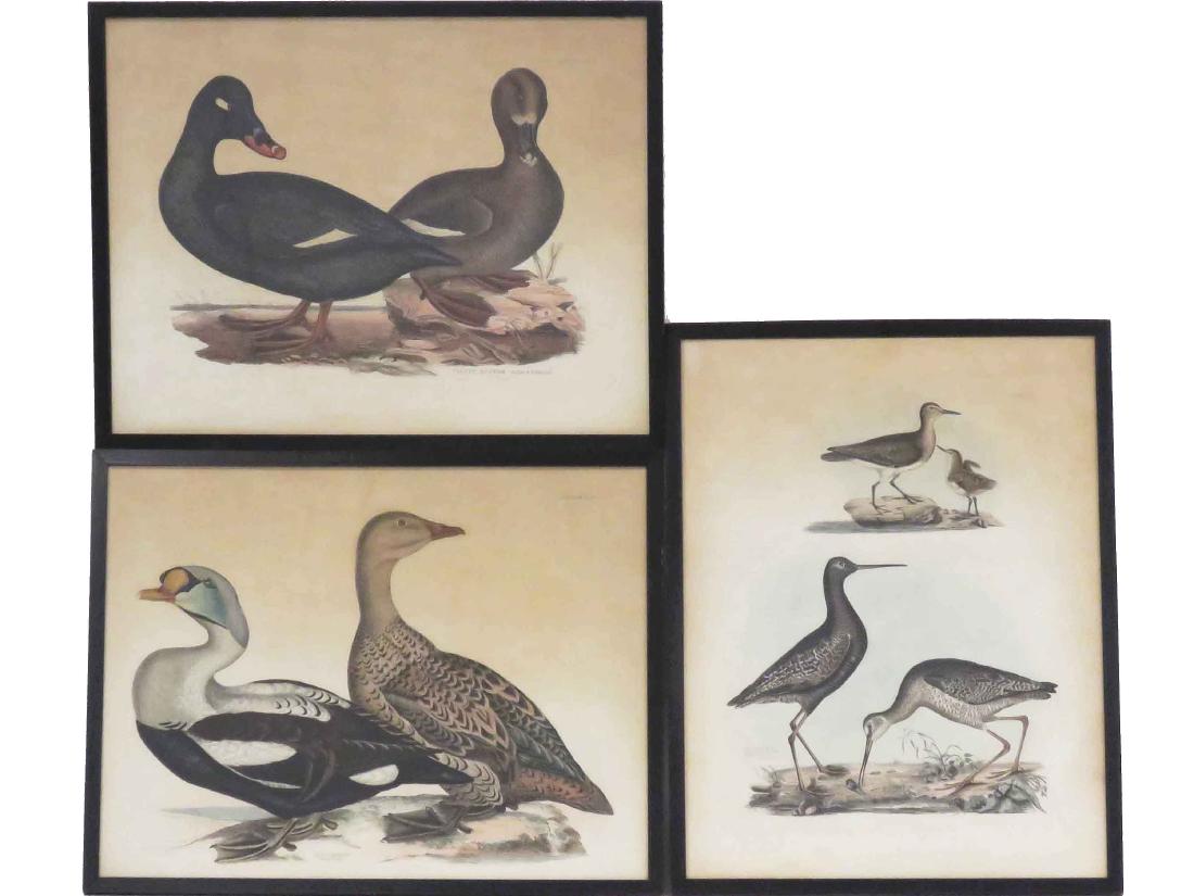 JOHN PRIDEAUX SELBY (ENGLISH 1788-1861), LOT (3) HAND: JOHN PRIDEAUX SELBY (ENGLISH 1788-1861), LOT (3) HAND COLORED ENGRAVINGS INCLUDING VELVET SCOTER MALE & FEMALE PLATE, #LXVII, PLATE 16 X 22"; KING EIDER MALE & FEMALE PLATE, #LXXI, PLATE 18 1/2 X 23 1