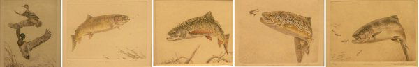 MICHAEL STEDHAM (AMERICAN 20TH CENTURY) LOT (5): MICHAEL STEDHAM (AMERICAN 20TH CENTURY) LOT (5) COLORED ETCHINGS INCLUDING CUTTHROAT TROUT, #88/150; COHO SALMON, #85/250; BROWN TROUT AND SPRUCE FLY, #85/250; BROOK TROUT, #88/150; LEAPING MALLARDS,