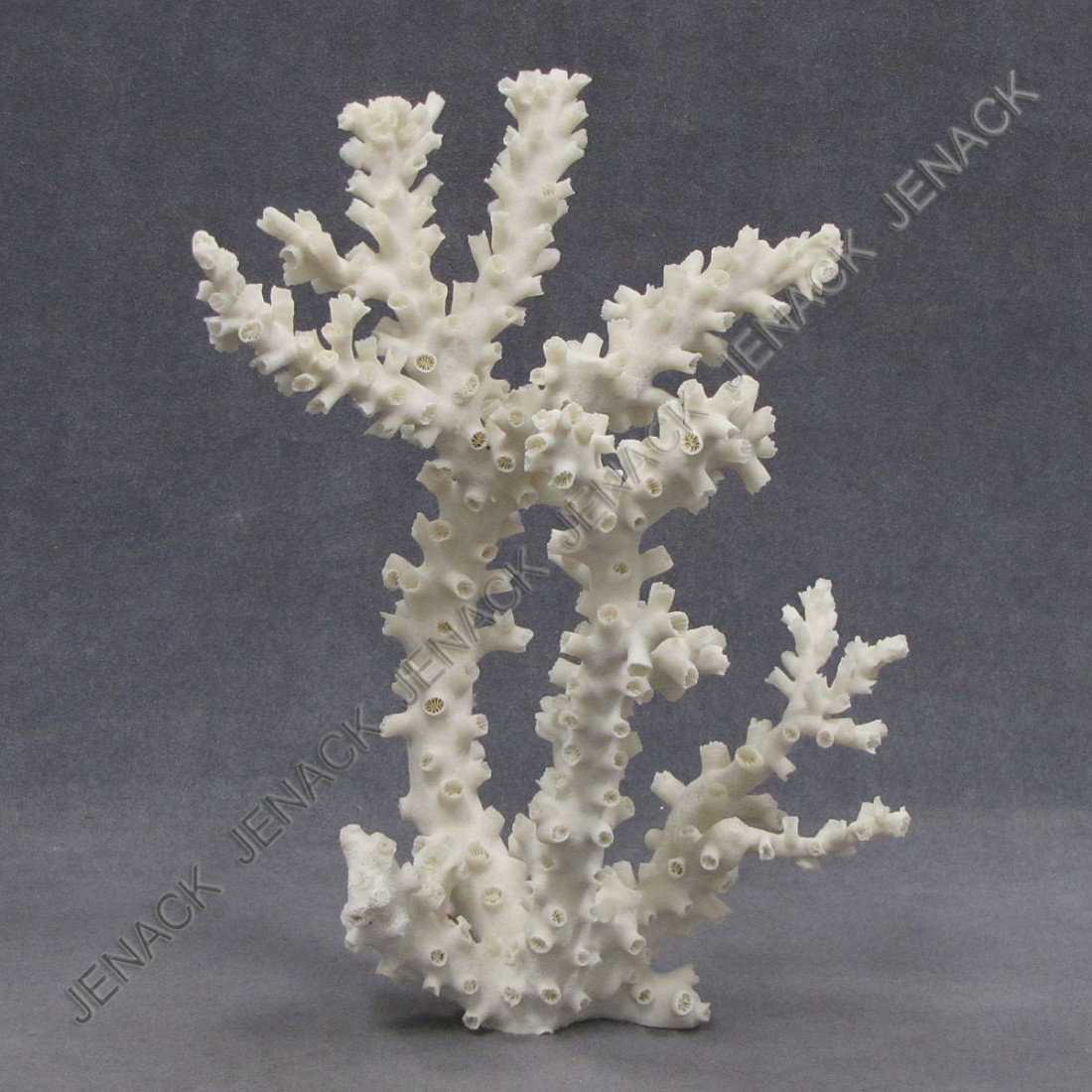 OCTOPUS CORAL SPECIMEN: OCTOPUS CORAL SPECIMEN. HEIGHT 11 1/2"