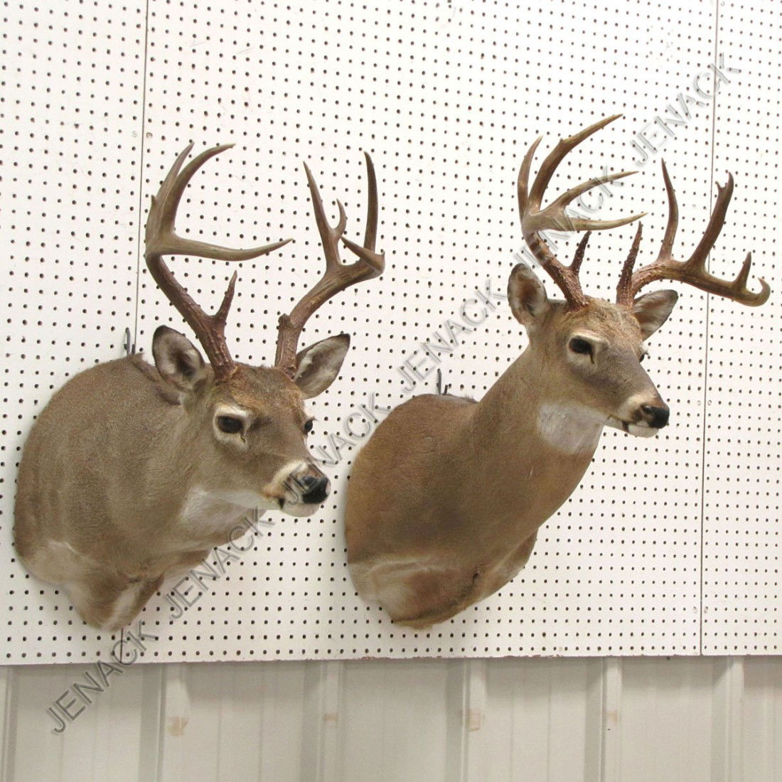 LOT (2) VINTAGE WHITE TAIL DEER SHOULDER MOUNTS: LOT (2) VINTAGE WHITE TAIL DEER SHOULDER MOUNTS (8 & 10 POINTS) **TAXIDERMY CANNOT BE EXPORTED AND/OR MAY REQUIRE SPECIAL PERMITS. PLEASE CHECK LOCAL/GOV REGULATIONS. SHIPPING IS THE RESPONSIBILITY OF