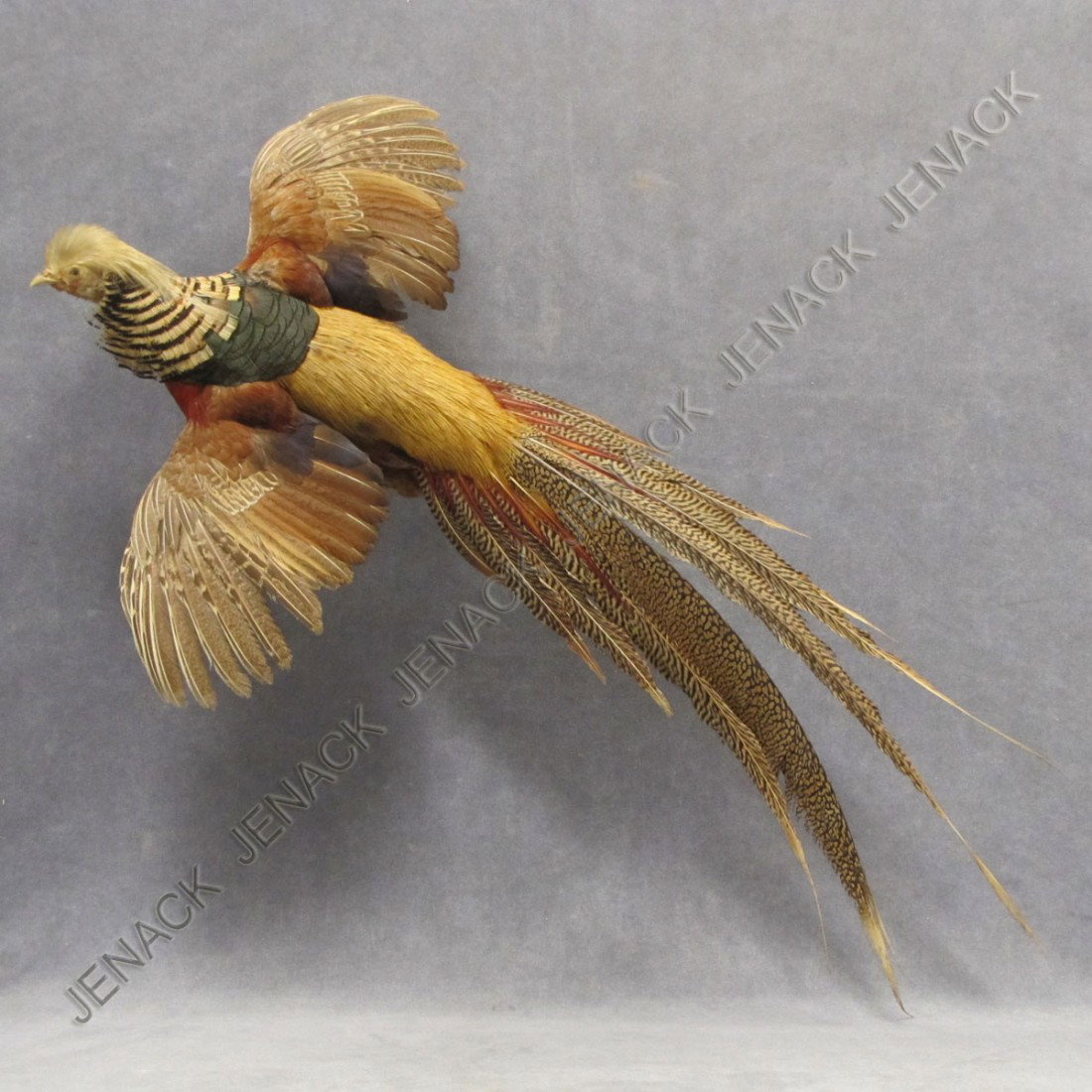 VINTAGE GOLDEN PHEASANT FLYING MOUNT: VINTAGE GOLDEN PHEASANT FLYING MOUNT. LENGTH 37" **TAXIDERMY CANNOT BE EXPORTED AND/OR MAY REQUIRE SPECIAL PERMITS. PLEASE CHECK LOCAL/GOV REGULATIONS PRIOR TO BIDDING. SHIPPING IS THE RESPONSIBILITY 