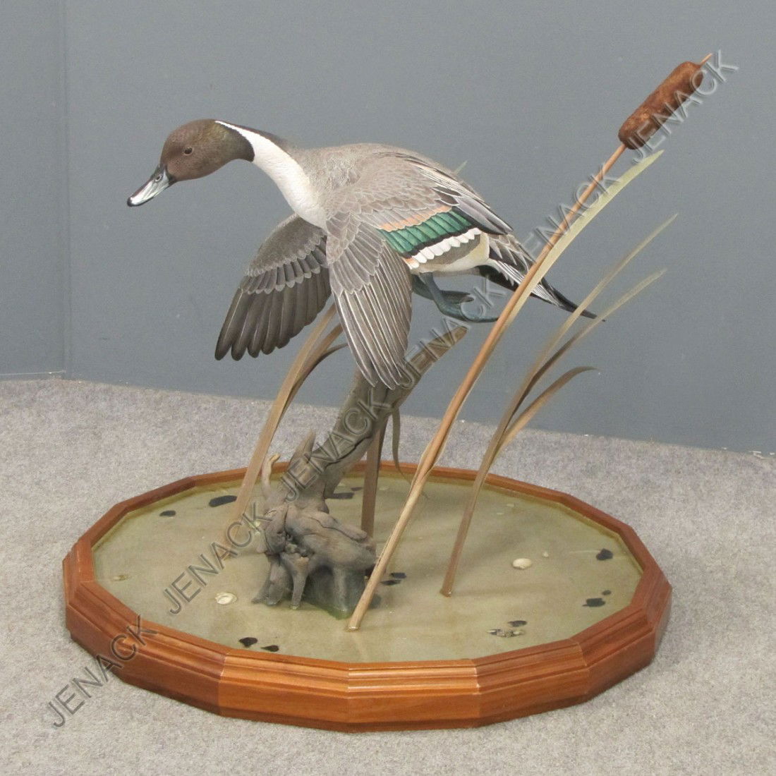 WARD E. HERMANN (AMERICAN NY 1936-2009): WARD E. HERMANN (AMERICAN NY 1936-2009), HAND CARVED AND PAINTED PIN TAIL DUCK IN FLIGHT. CASED/HEIGHT 26"; TOP 28 X 28"