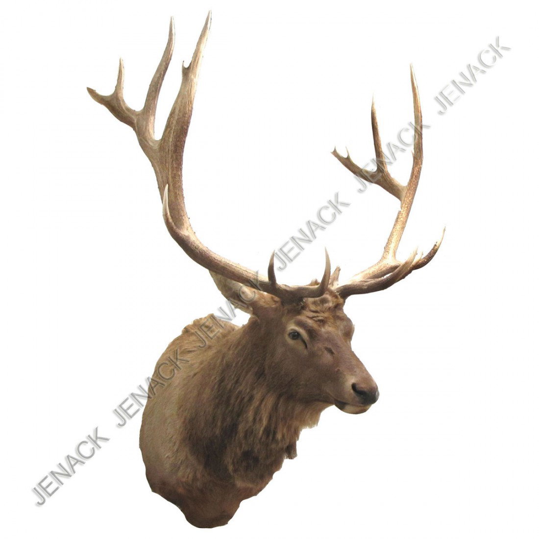 VINTAGE ROCKY MOUNTAIN ELK SHOULDER MOUNT: VINTAGE ROCKY MOUNTAIN ELK SHOULDER MOUNT. (16 POINTS) HEIGHT 70" **TAXIDERMY CAN NOT BE EXPORTED AND/OR MAY REQUIRE SPECIAL PERMITS. PLEASE CHECK LOCAL/GOV REGULATIONS PRIOR TO BIDDING. SHIPPING IS T