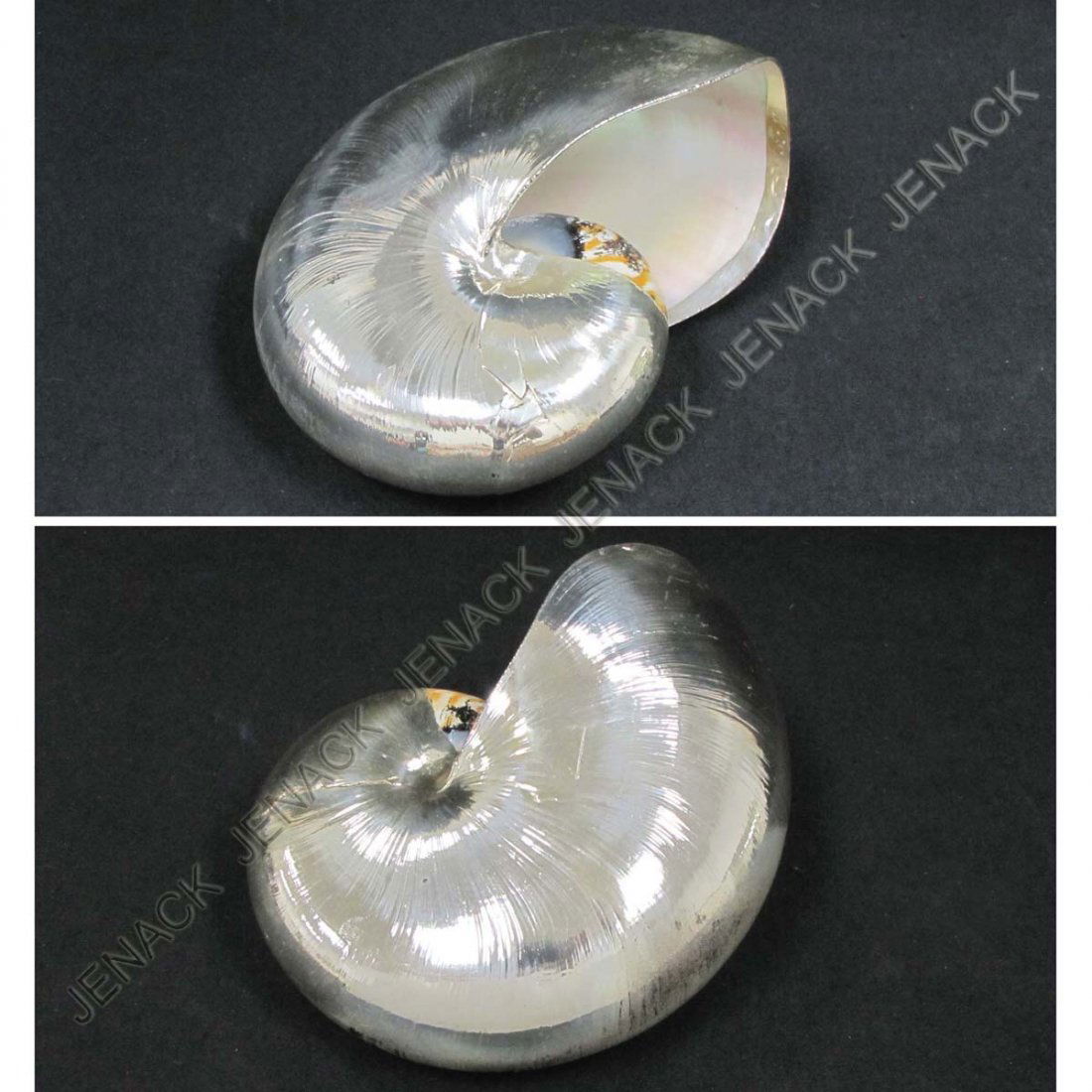 BUCCELLATI SILVER OVERLAID NAUTILUS SHELL: BUCCELLATI SILVER OVERLAID NAUTILUS SHELL, SIGNED MARIO BUCCELLATI. 7 X 5 X 3" BOXED