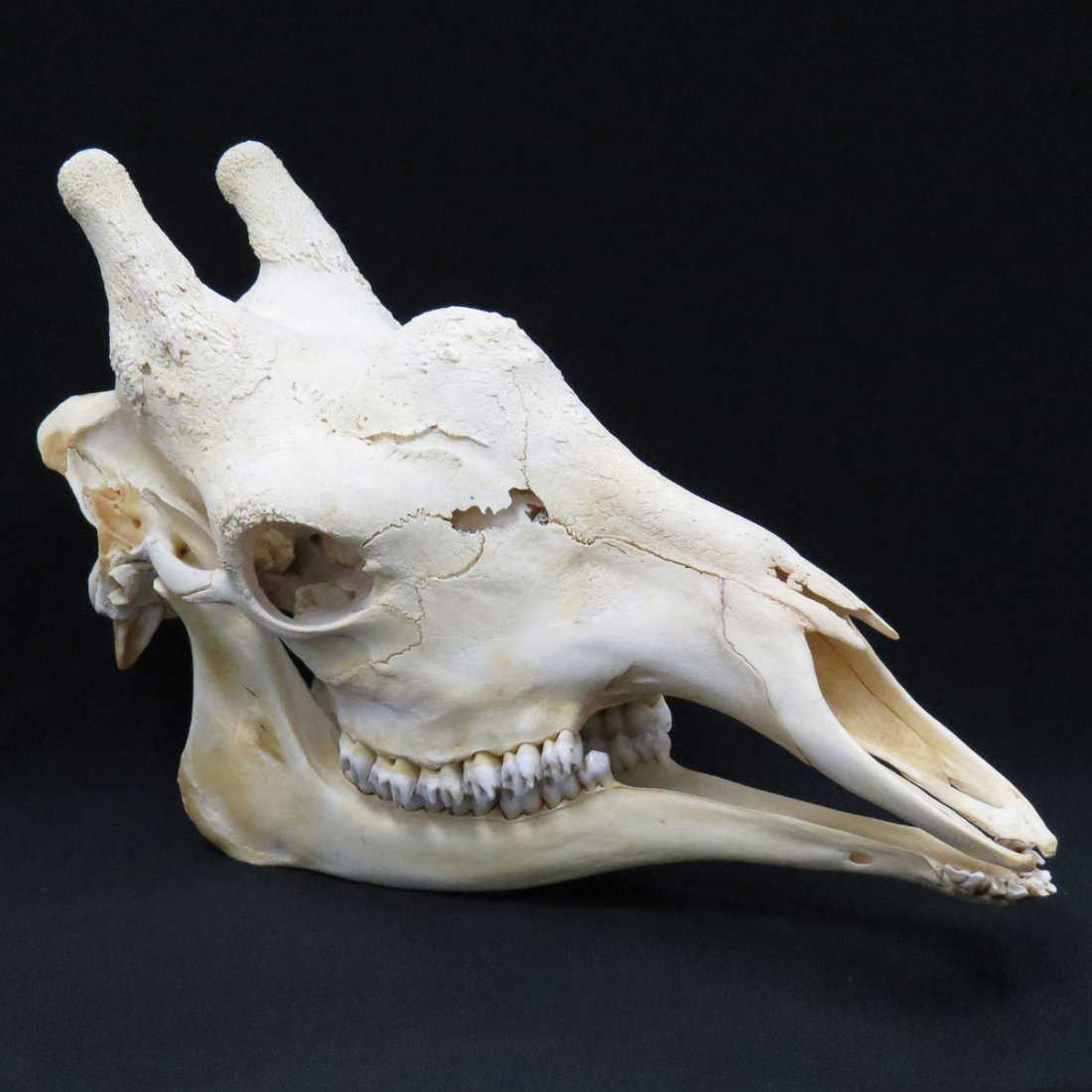 ADULT GIRAFFE SKULL (COMPLETE WITH TEETH)