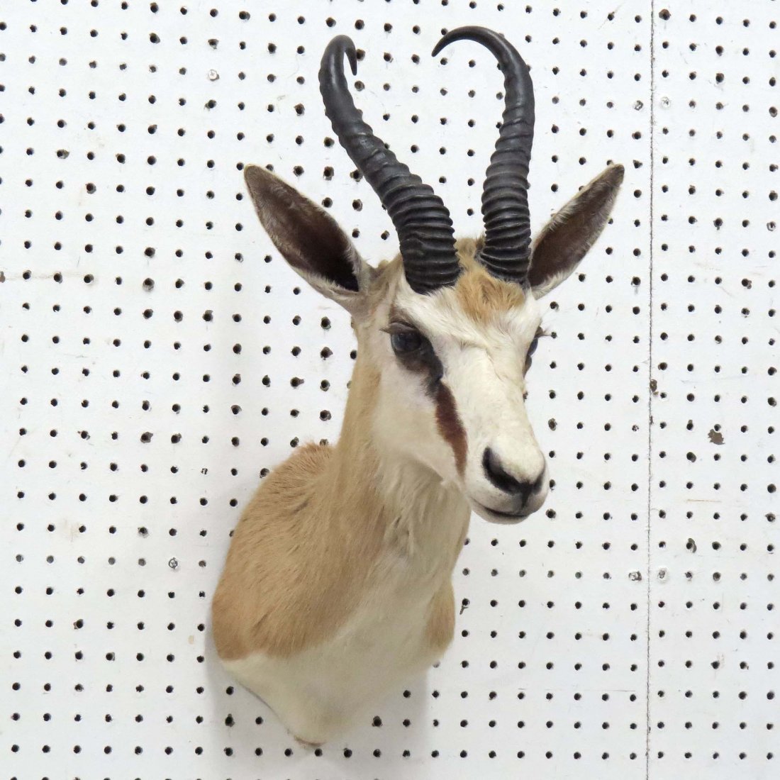 AFRICAN BLONDE BLESBOK ANTELOPE SHOULDER TROPHY: AFRICAN BLONDE BLESBOK ANTELOPE SHOULDER TROPHY MOUNT. HEIGHT 23"