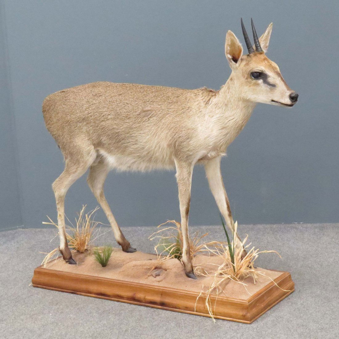 AFRICAN DIK-DIK ANTELOPE FULL BODY TROPHY MOUNT: AFRICAN DIK-DIK ANTELOPE FULL BODY TROPHY MOUNT. HEIGHT 32"; LENGTH 33"