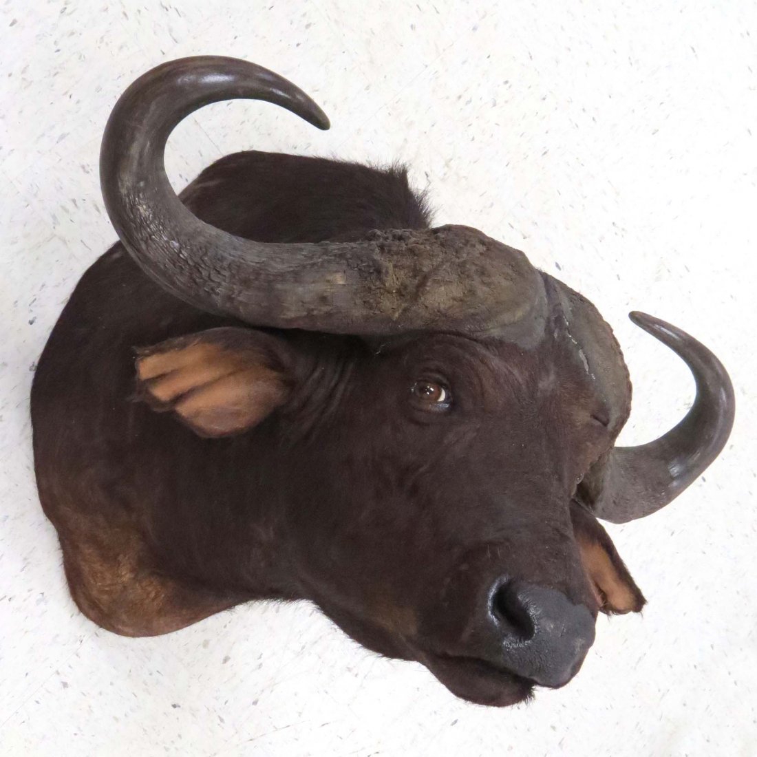 CAPE BUFFALO SHOULDER TROPHY MOUNT: CAPE BUFFALO SHOULDER TROPHY MOUNT. HEIGHT 34"; WIDTH 38"