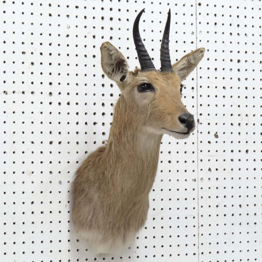 AFRICAN REED BUCK SHOULDER TROPHY MOUNT: AFRICAN REED BUCK SHOULDER TROPHY MOUNT. HEIGHT 26"
