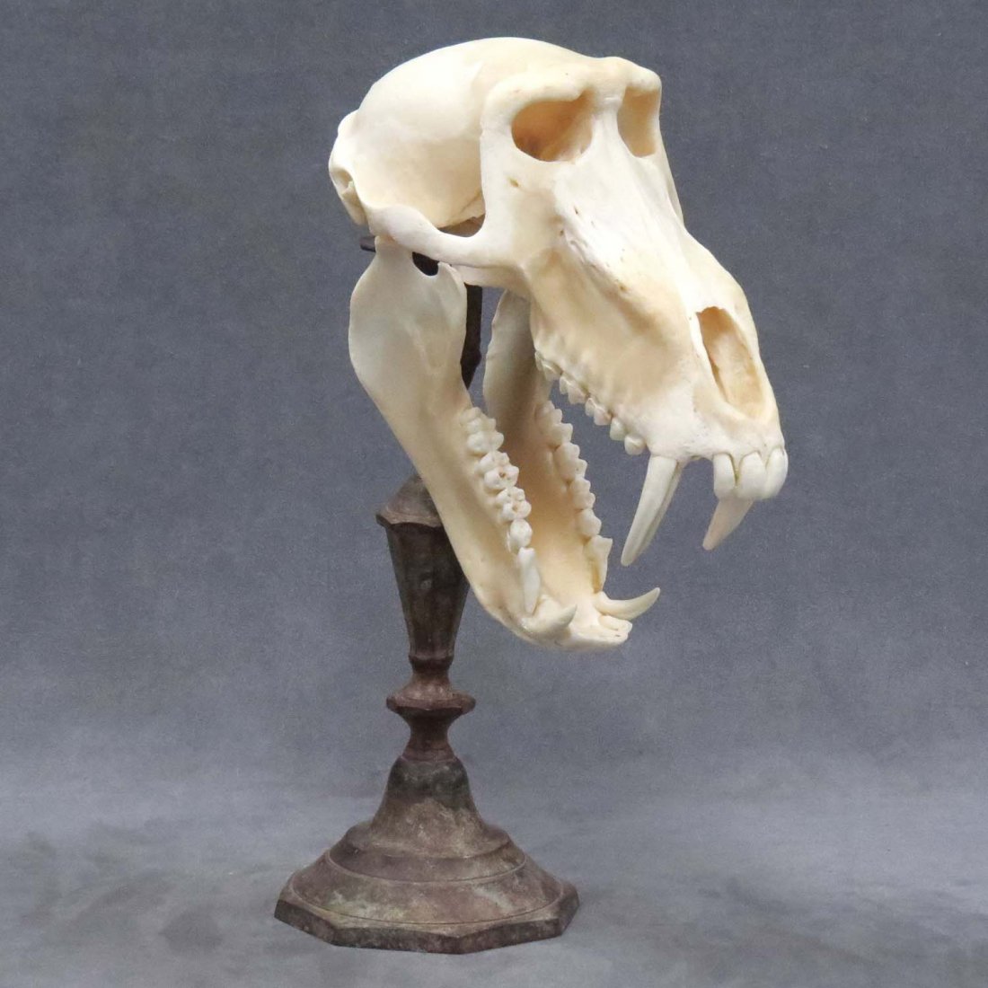 LARGE MALE CHACMA BABOON SKULL WITH STAND: LARGE MALE CHACMA BABOON SKULL WITH STAND. HEIGHT 13 1/2"