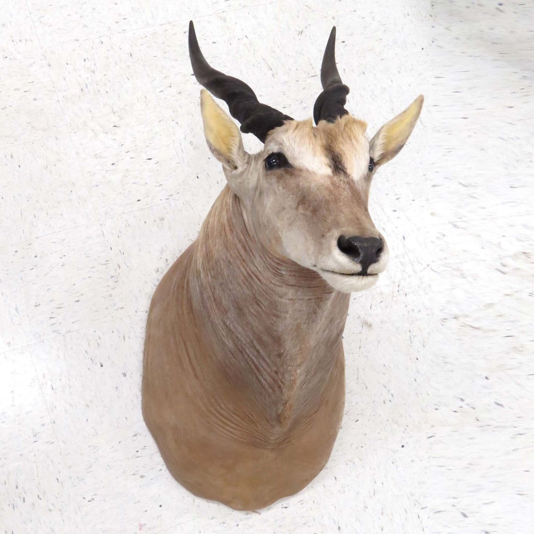 ELAND ANTELOPE SHOULDER TROPHY MOUNT: ELAND ANTELOPE SHOULDER TROPHY MOUNT. HEIGHT 55"
