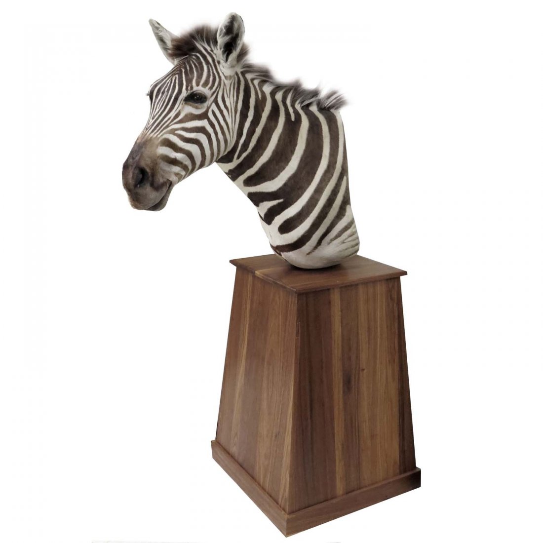 COMMON ZEBRA SHOULDER TROPHY MOUNT WITH STAND: COMMON ZEBRA SHOULDER TROPHY MOUNT WITH STAND. HEIGHT 70"
