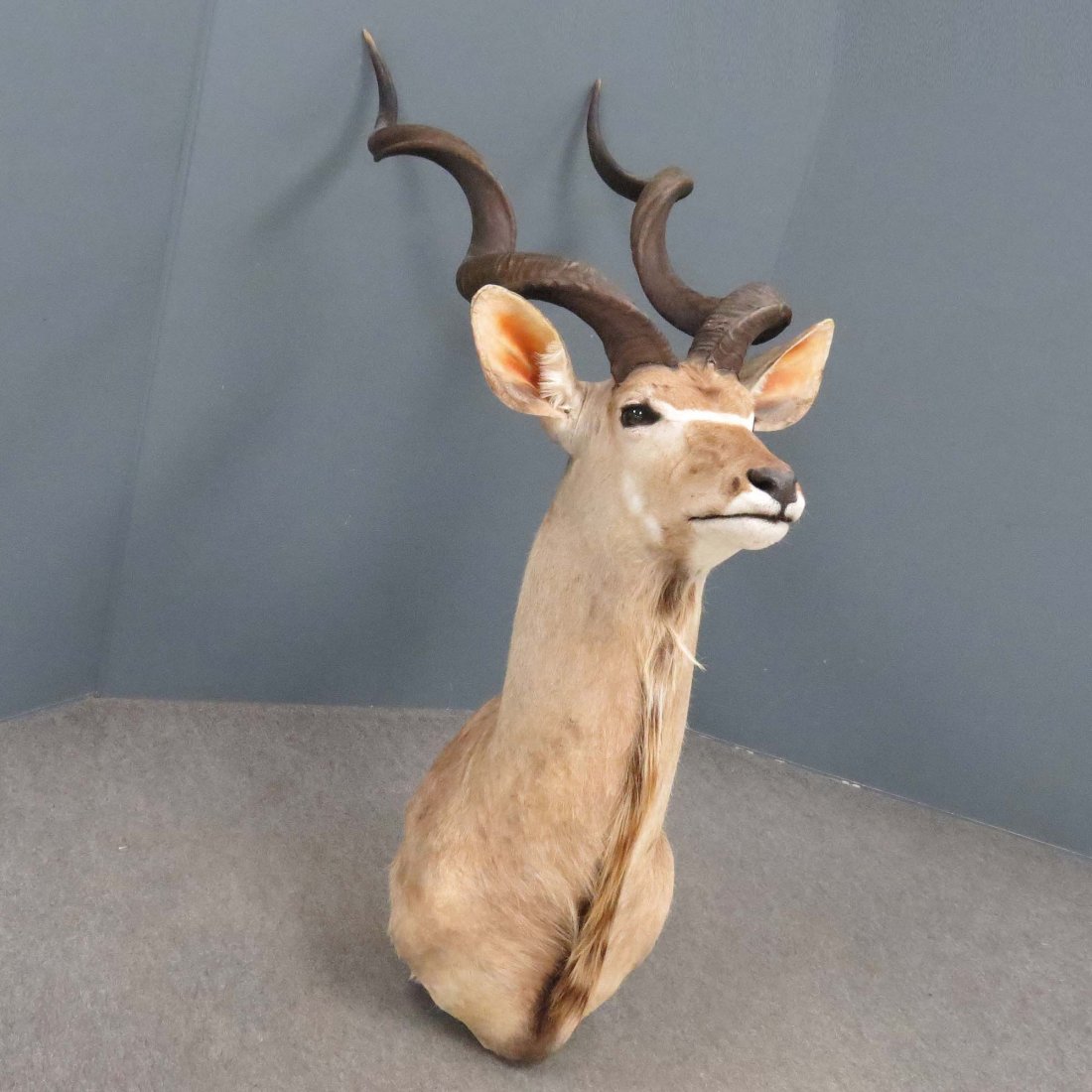 AFRICAN ADDAX ANTELOPE SHOULDER TROPHY MOUNT: AFRICAN ADDAX ANTELOPE SHOULDER TROPHY MOUNT. HEIGHT 65"