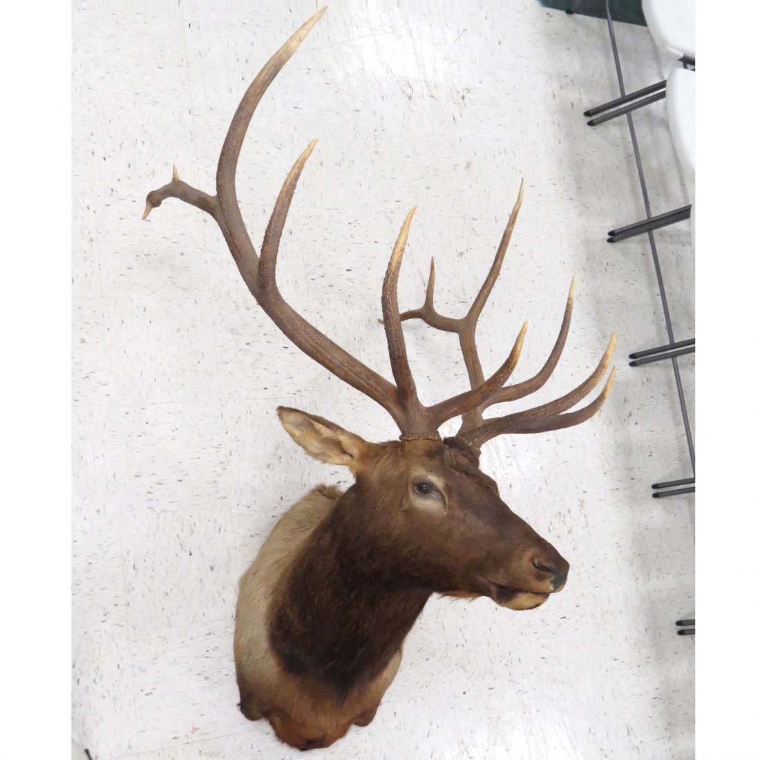 NORTH AMERICAN ELK SHOULDER TROPHY MOUNT: NORTH AMERICAN ELK SHOULDER TROPHY MOUNT (12 POINTER). HEIGHT 72"; WIDTH 45"