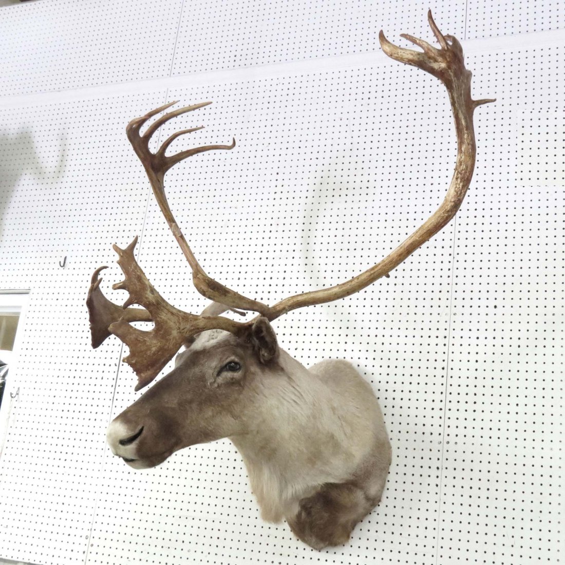 CARIBOU SHOULDER TROPHY MOUNT: CARIBOU SHOULDER TROPHY MOUNT. HEIGHT 63"; WIDTH 40"