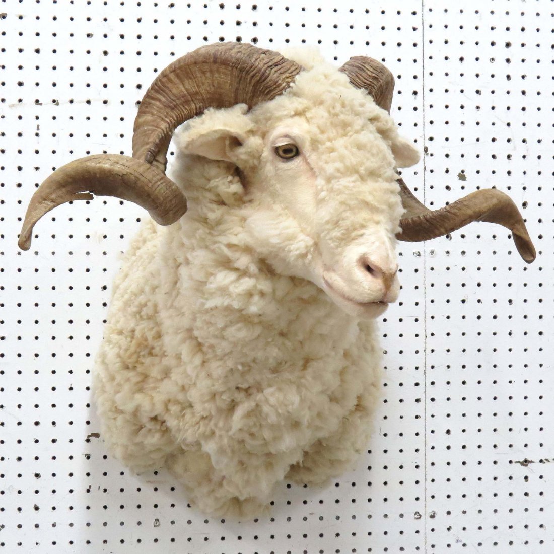 WHITE CORSICAN SHEEP SHOULDER TROPHY MOUNT: WHITE CORSICAN SHEEP SHOULDER TROPHY MOUNT. HEIGHT 27"