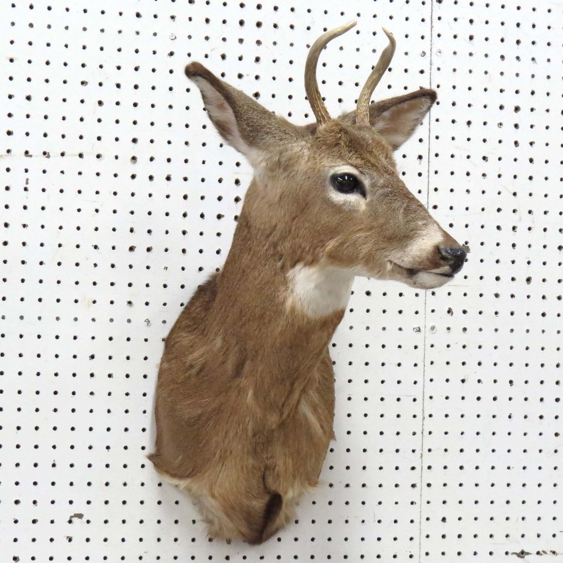 JUVENILE WHITE TAIL DEER SHOULDER TROPHY MOUNT: JUVENILE WHITE TAIL DEER SHOULDER TROPHY MOUNT. HEIGHT 29"