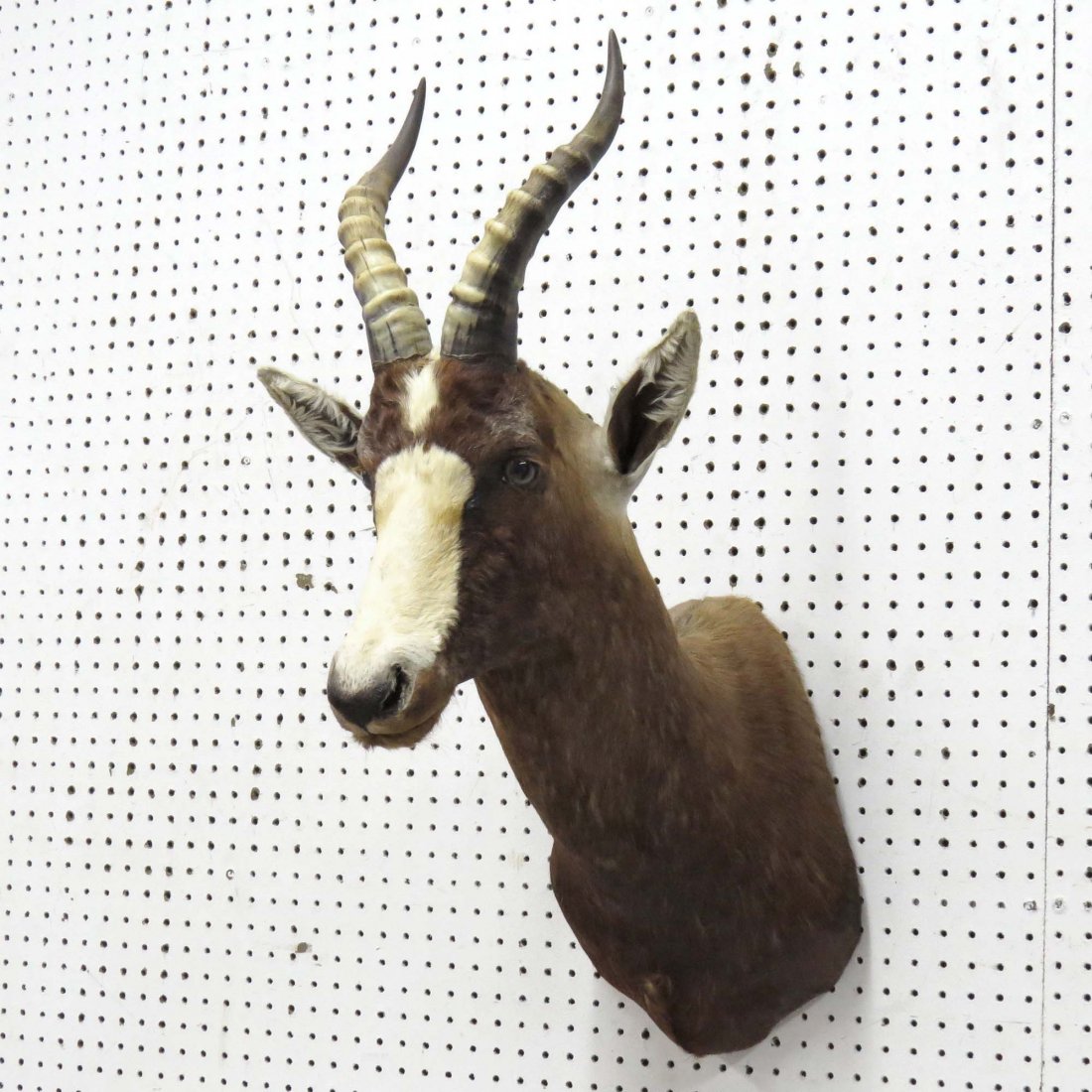 AFRICAN BLESBOK ANTELOPE SHOULDER TROPHY MOUNT: AFRICAN BLESBOK ANTELOPE SHOULDER TROPHY MOUNT. HEIGHT 33"