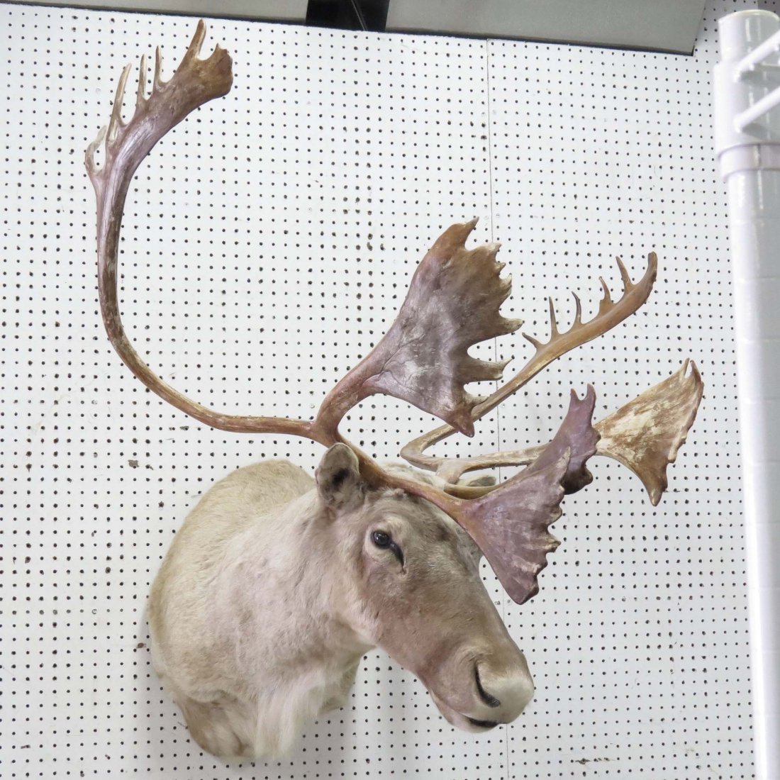 CARIBOU SHOULDER TROPHY MOUNT: CARIBOU SHOULDER TROPHY MOUNT. HEIGHT 50"; WIDTH 46"