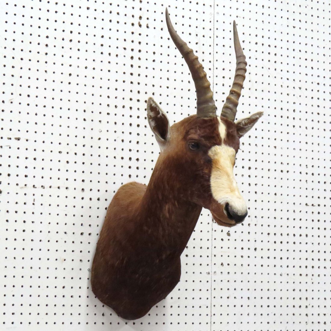 AFRICAN BLESBOK ANTELOPE SHOULDER TROPHY MOUNT: AFRICAN BLESBOK ANTELOPE SHOULDER TROPHY MOUNT. HEIGHT 36"