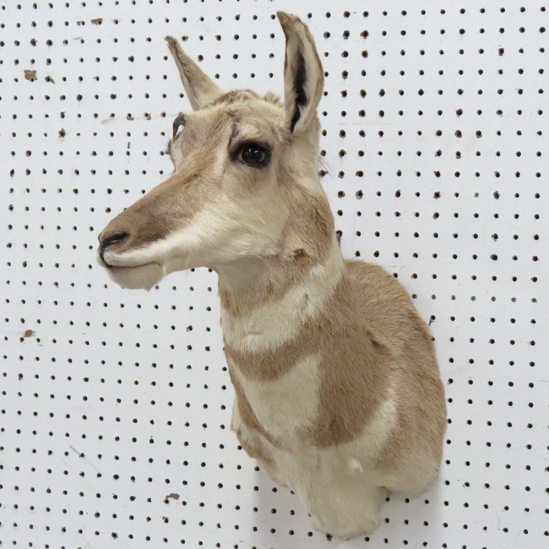 PRONG HORN ANTELOPE SHOULDER TROPHY MOUNT: PRONG HORN ANTELOPE SHOULDER TROPHY MOUNT. HEIGHT 27"