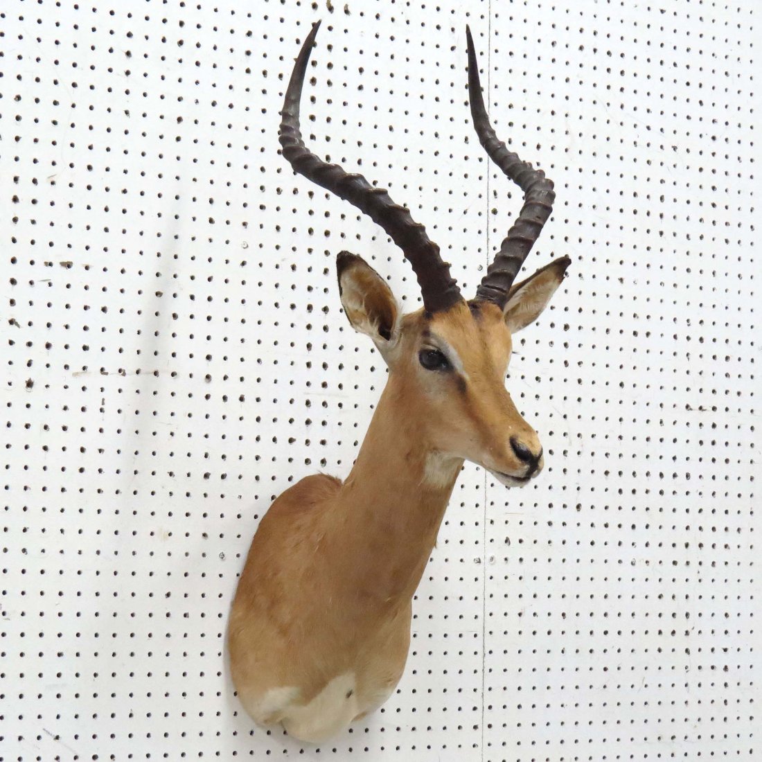 AFRICAN IMPALA ANTELOPE SHOULDER TROPHY MOUNT: AFRICAN IMPALA ANTELOPE SHOULDER TROPHY MOUNT. HEIGHT 36"