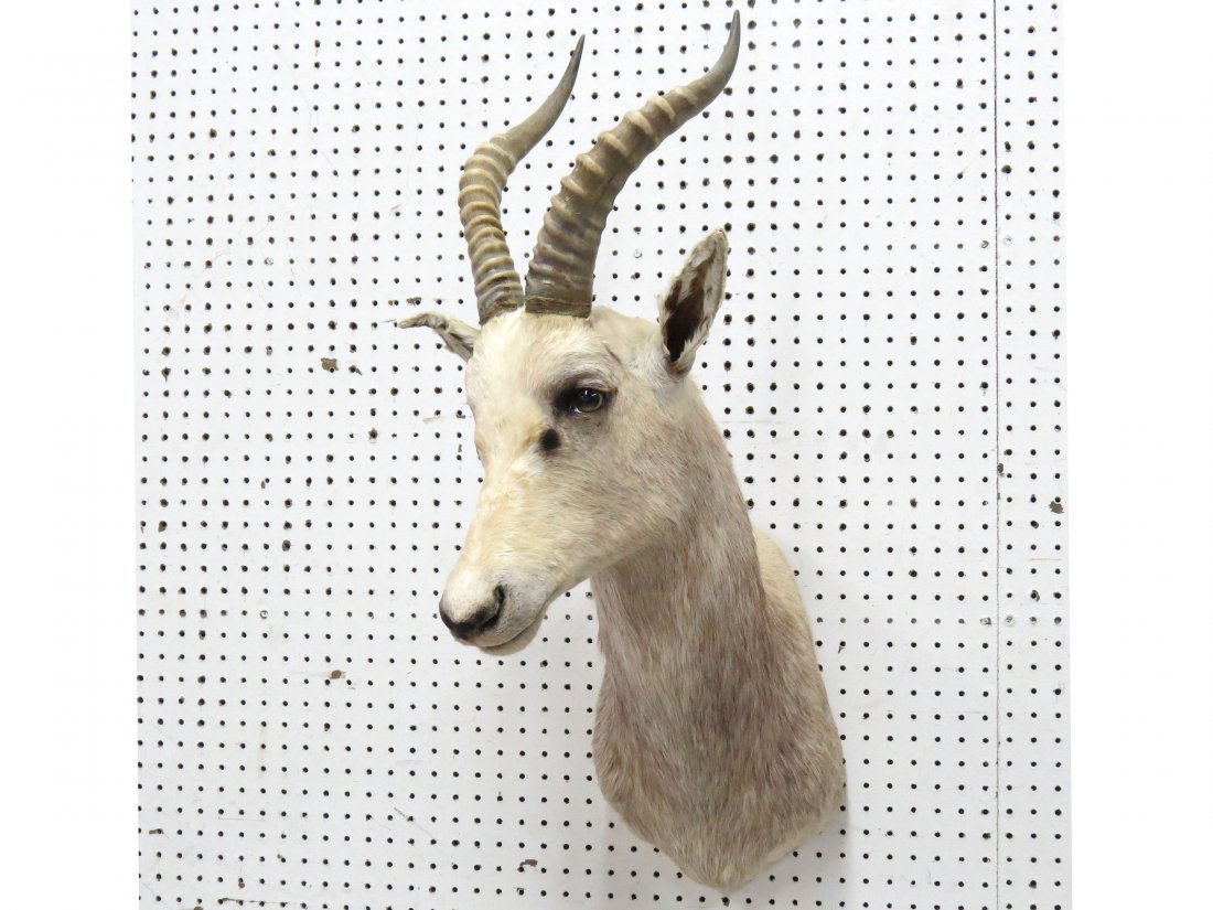 AFRICAN WHITE BLESBOK ANTELOPE SHOULDER MOUNT: AFRICAN WHITE BLESBOK ANTELOPE SHOULDER TROPHY MOUNT. HEIGHT 37"