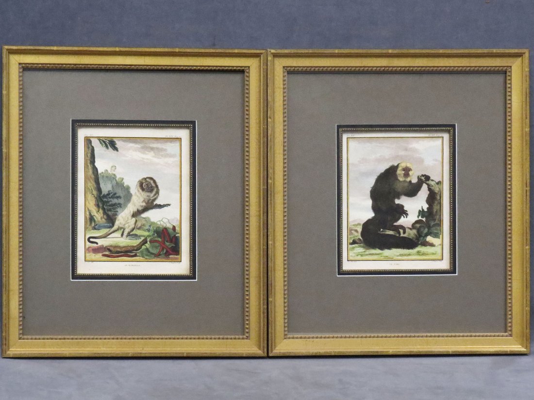 AFTER JACQUES EUSTACHE DE SEVE (FRENCH 1742-1788): AFTER JACQUES EUSTACHE DE SEVE (FRENCH 1742-1788), LOT (2) HAND COLORED ENGRAVINGS, "LE SAKI" AND "LE MARIKINA", C.1780. SIGHT 8 1/2 X 6 1/2"; FRAMED AND GLAZED-19 X 16"