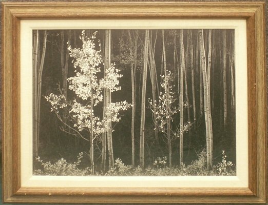 ANSEL ADAMS (AMERICAN 1902-1984), REPRINT: ANSEL ADAMS (AMERICAN 1902-1984), AUTHORIZED REPRINT, "ASPENS, NORTHERN NEW MEXICO, 1958", ISSUED 1996. FRAMED AND GLAZED-21 1/2 X 26" (INFORMATION VERSO)