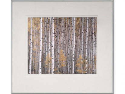 CHRISTOPHER BURKETT (AMERICAN 1951-), PRINT: CHRISTOPHER BURKETT (AMERICAN 1951-), CIBACHROME PRINT, "ASPEN GROVE, COLORADO, 1993", SIGNED AND TITLED "PRINTED 1993, PRINT #15". 20 X 24"; FRAMED AND GLAZED-30 X 34"