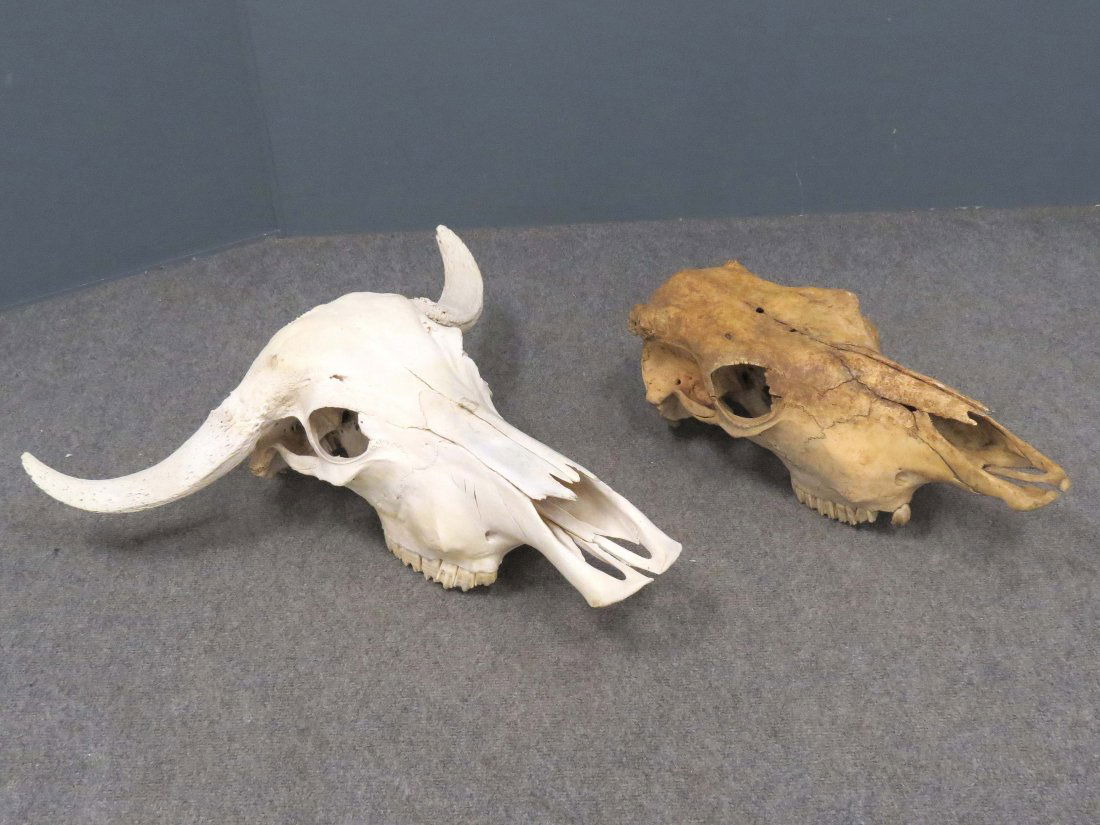 LOT (2) STEER SKULLS (1 of 4)