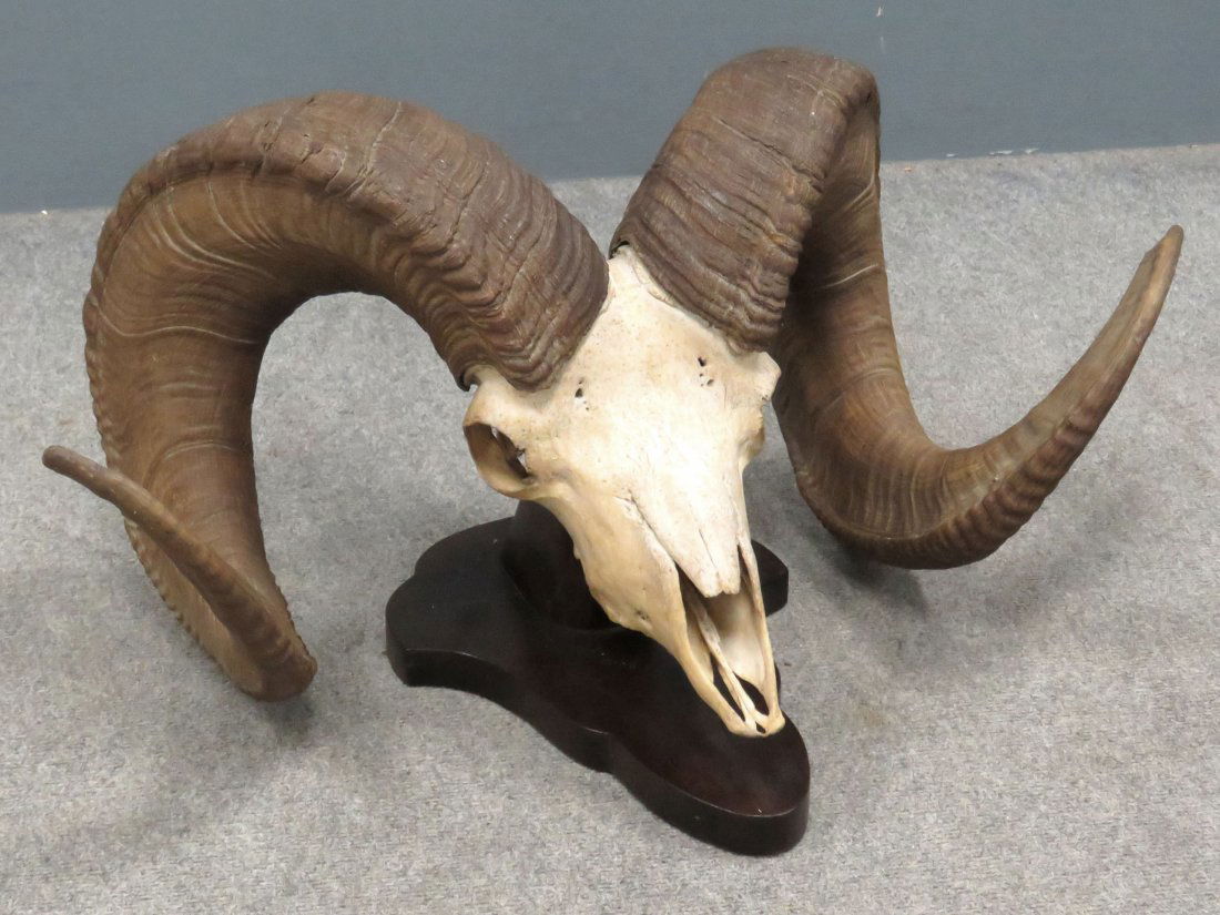 BIG HORN SHEEP SKULL TROPHY MOUNT