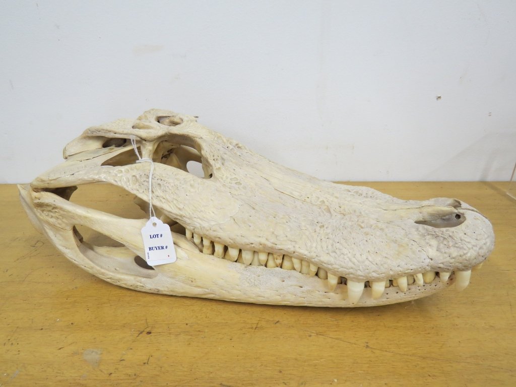 ALLIGATOR SKULL (1 of 2)