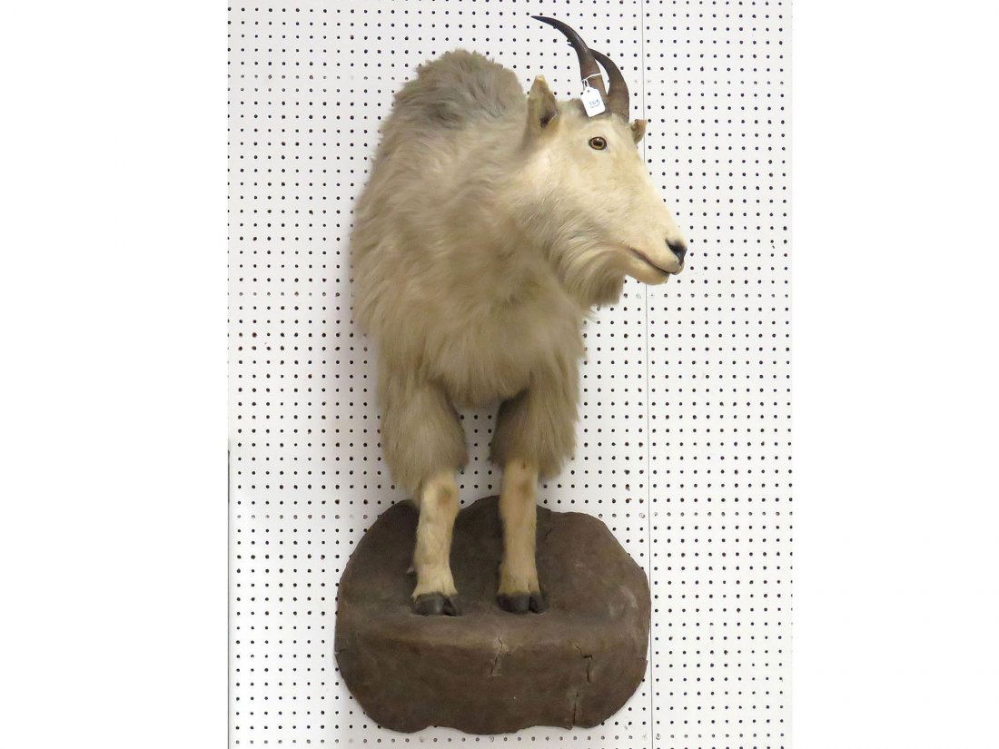 MOUNTAIN GOAT HALF-BODY TROPHY MOUNT: MOUNTAIN GOAT HALF-BODY TROPHY MOUNT **CANNOT EXPORT**