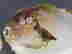 item-42409197=2