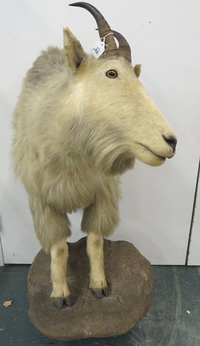 MOUNTAIN GOAT HALF-BODY TROPHY MOUNT: MOUNTAIN GOAT HALF-BODY TROPHY MOUNT **CANNOT EXPORT**
